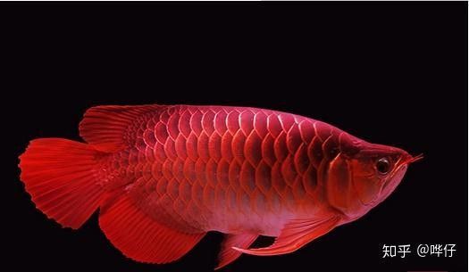 龍魚和錦鯉哪個更具有觀賞性？ 龍魚和錦鯉哪個更具有觀賞性？ 龍魚百科 第5張
