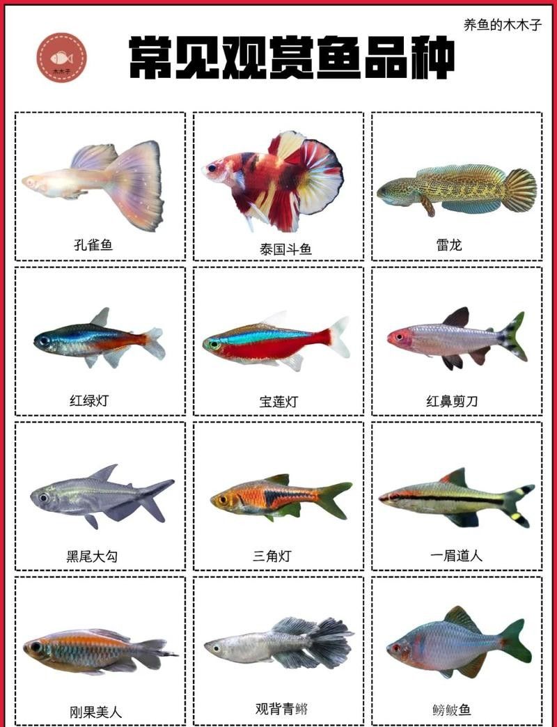 龍魚和錦鯉哪個更具有觀賞性？ 龍魚和錦鯉哪個更具有觀賞性？ 龍魚百科 第3張