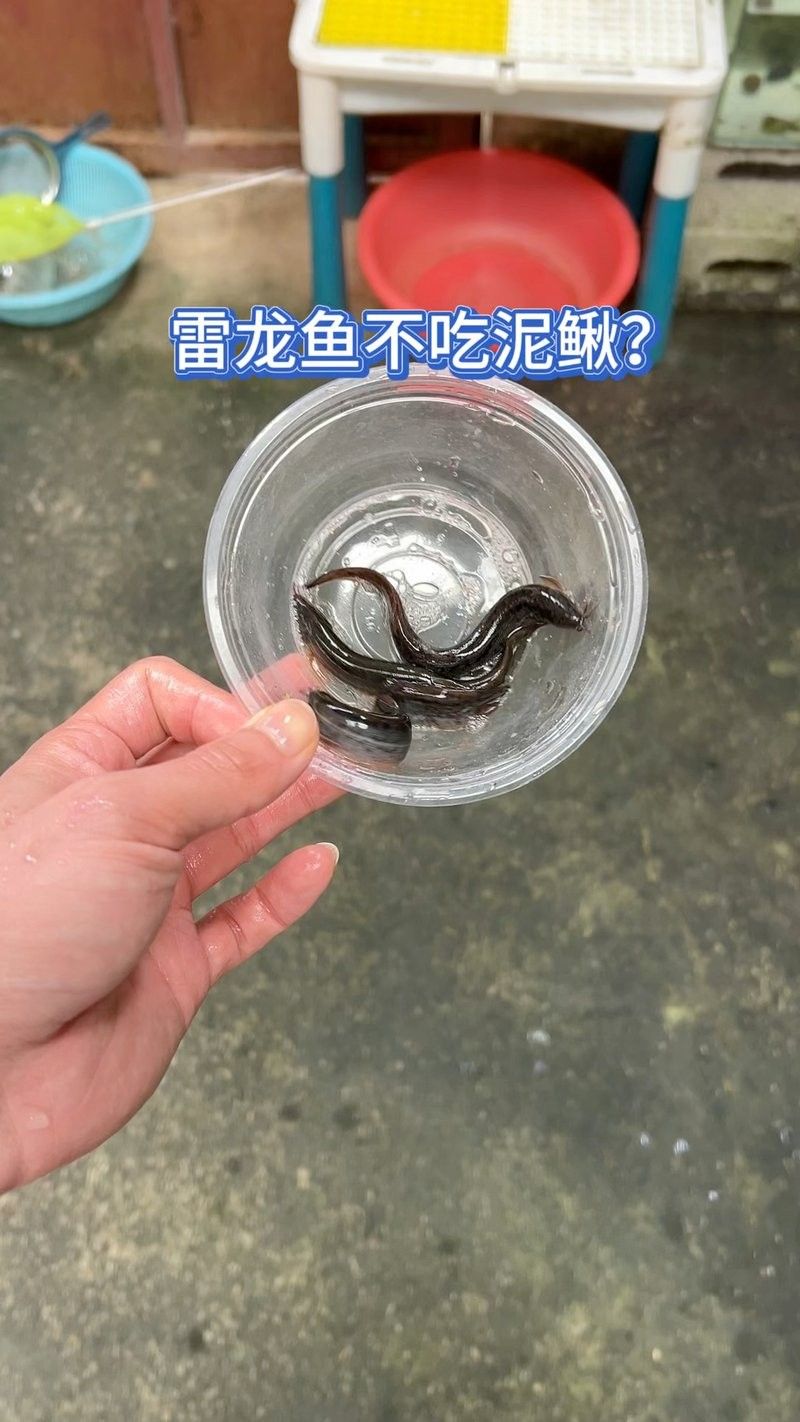 雷龍魚吃泥鰍吃不下了能死嗎