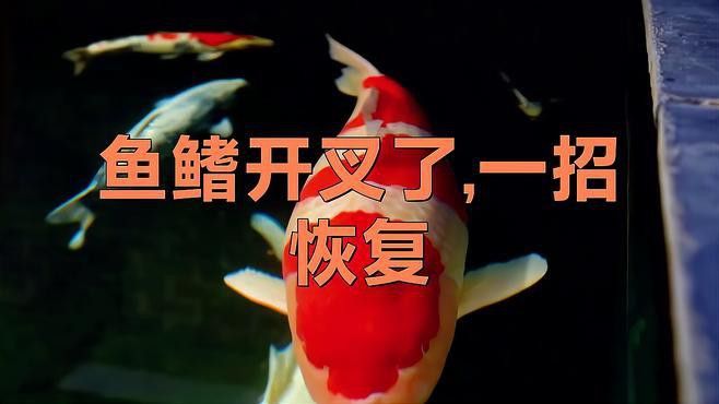 如何預防龍魚魚鰭分叉？