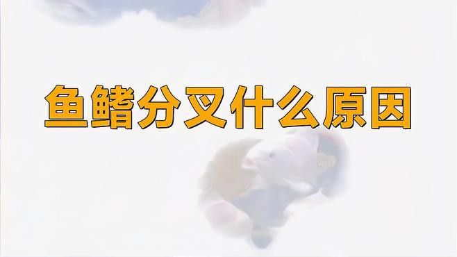 如何預防龍魚魚鰭分叉？