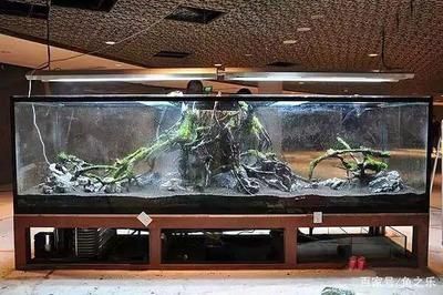 養龍魚要多大缸最好：選擇合適的魚缸尺寸對于養龍魚至關重要