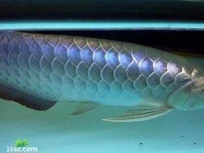 龍魚鱗片翹起基底充血：龍魚鱗片翹起基底充血可能是由多種因素引起的