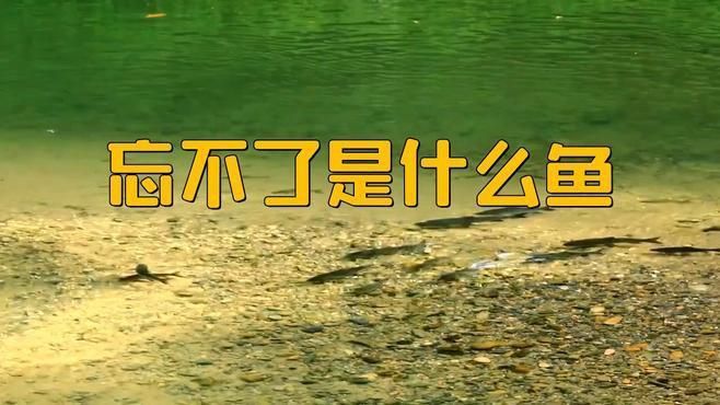 馬來西亞的忘不了魚