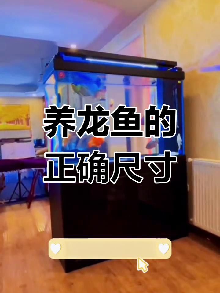 藍底龍魚需要多大的魚缸？