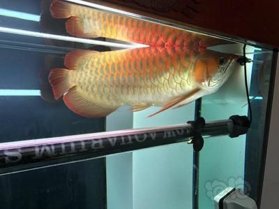 龍魚(yú)怕燈：龍魚(yú)為什么怕光 龍魚(yú)怕燈：龍魚(yú)為什么怕光 龍魚(yú)百科 第3張