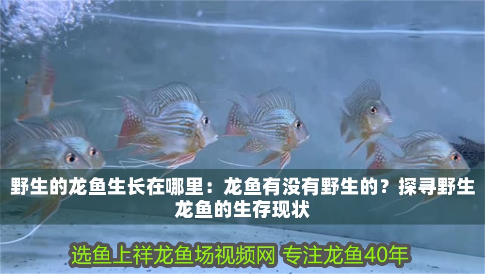 野生的龍魚生長在哪里：龍魚有沒有野生的？探尋野生龍魚的生存現狀