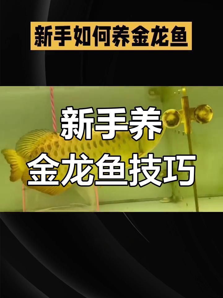 金龍魚對(duì)水質(zhì)要求高嗎
