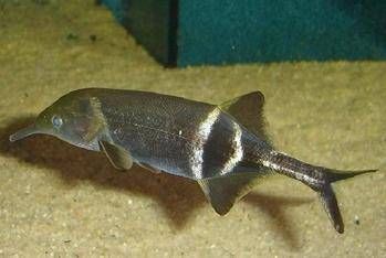 非洲象鼻魚批發(fā)：象鼻魚與其他魚類混養(yǎng)技巧象鼻魚的種類與特征象鼻魚的種類