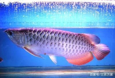 中國最大龍魚養殖場地在哪里：中國最大龍魚養殖場在哪里？
