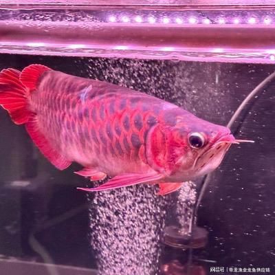 紅龍魚吃食的時候嘴里吐出一個紅色的小肉球怎么回事（紅龍魚吃東西吐出來） 紅龍魚吃食的時候嘴里吐出一個紅色的小肉球怎么回事（紅龍魚吃東西吐出來） 龍魚百科