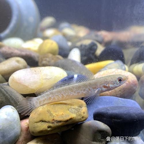 雷龍魚(yú)苗長(zhǎng)什么樣