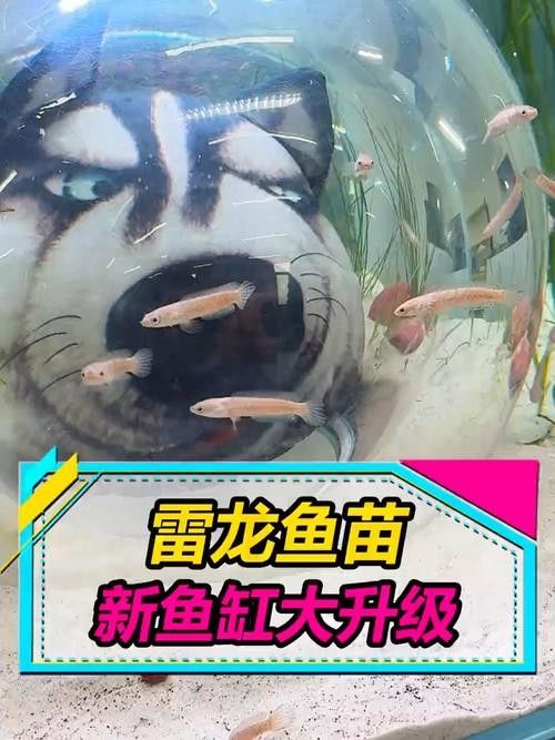 雷龍魚(yú)苗長(zhǎng)什么樣