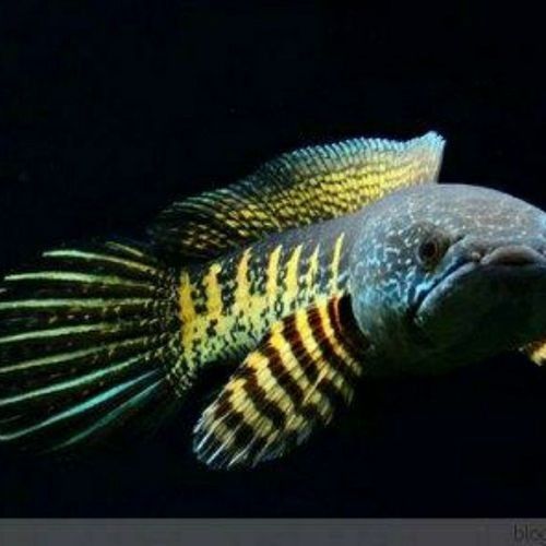 雷龍魚(yú)苗長(zhǎng)什么樣