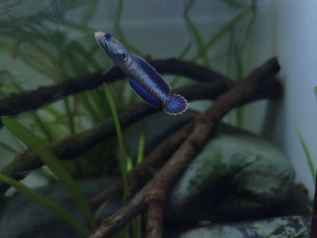 雷龍魚(yú)苗長(zhǎng)什么樣