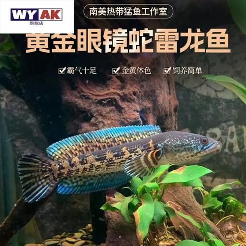 雷龍魚(yú)苗長(zhǎng)什么樣