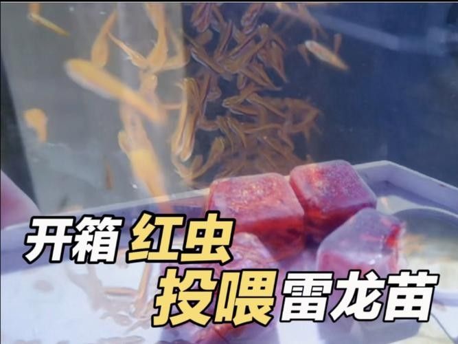 雷龍魚(yú)苗長(zhǎng)什么樣