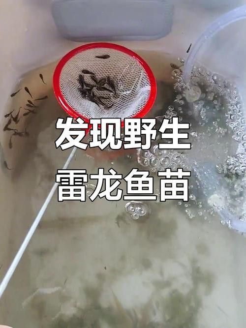 雷龍魚(yú)苗長(zhǎng)什么樣