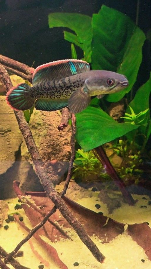 雷龍魚(yú)苗長(zhǎng)什么樣