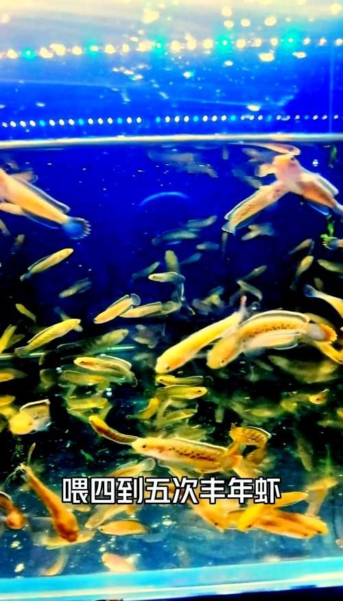 雷龍魚(yú)苗長(zhǎng)什么樣