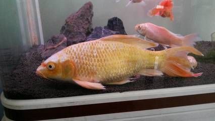 龍魚嘴上長出肉球：龍魚嘴上長出肉球怎么辦