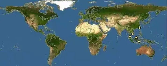 紅龍魚和金龍魚的特征是什么呢英語