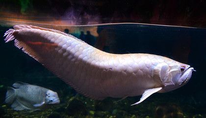 龍魚是什么動物？：龍魚在風水中的寓意是什么龍魚在風水中的寓意是什么