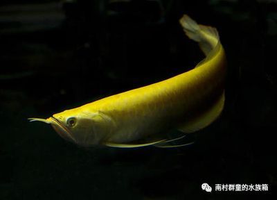 龍魚有幾個品種：亞洲龍魚品種繁多，亞洲龍魚、美洲龍魚、澳洲龍魚的區別
