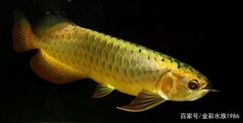 龍魚有幾個品種：亞洲龍魚品種繁多，亞洲龍魚、美洲龍魚、澳洲龍魚的區別