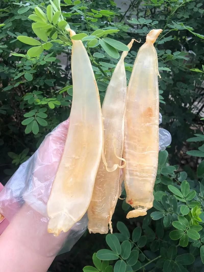 金龍魚膠哪里產的最正宗