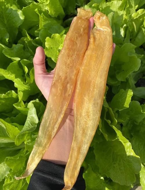 金龍魚膠哪里產的最正宗