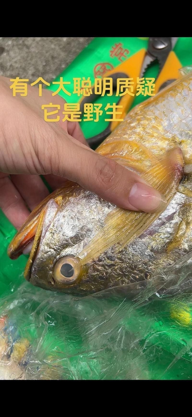 金龍魚膠哪里產的最正宗