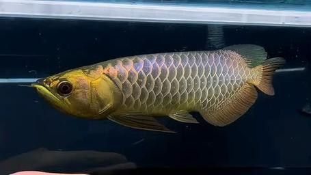 藍色金龍魚代表什么意思啊圖片