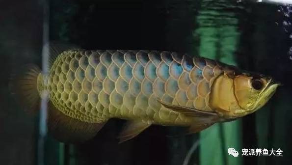 藍色金龍魚代表什么意思啊圖片