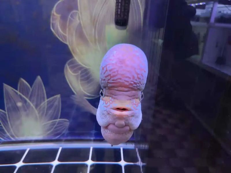 龍魚爛鼻孔