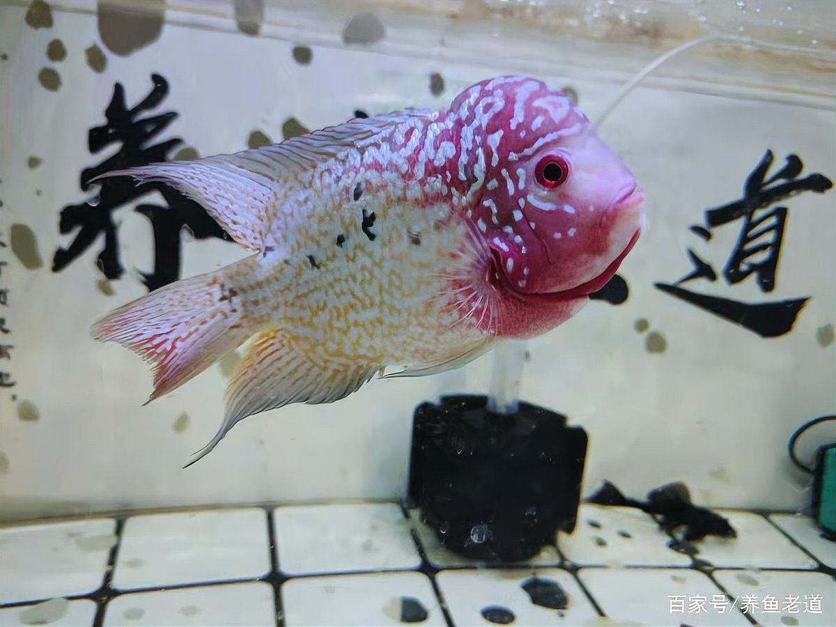 龍魚爛鼻孔