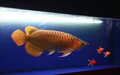 金龍魚用海水養嗎：如何飼養金龍魚