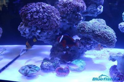 森森魚缸質量怎么樣有漏水的現象嗎，森森魚缸用戶滿意度調查防止魚缸漏水的有效方法