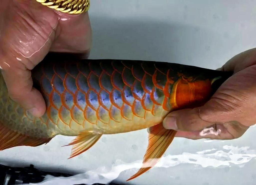 龍魚趴缸是什么樣子圖片