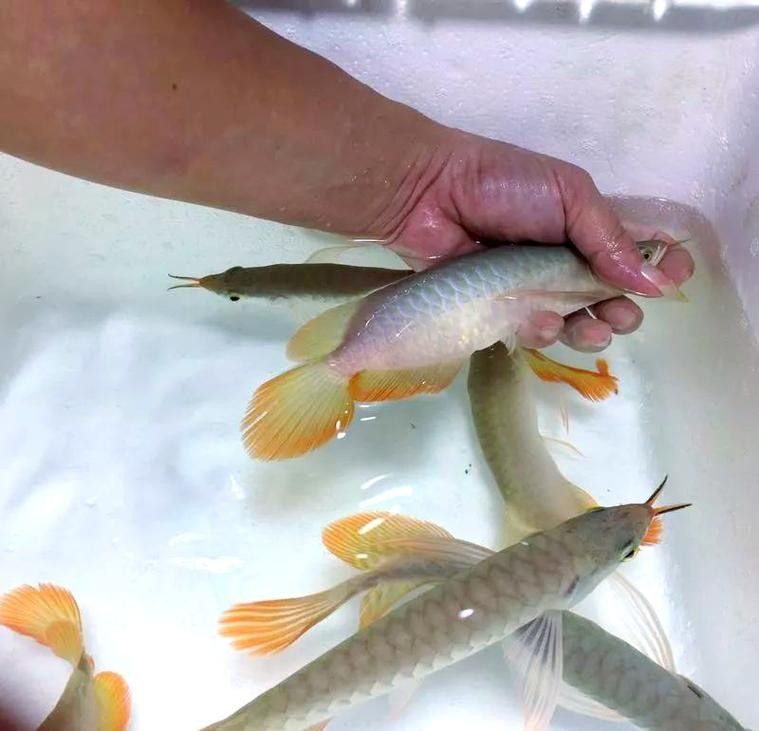 龍魚趴缸是什么樣子圖片