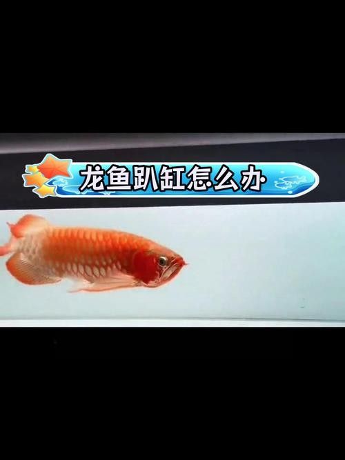 龍魚趴缸是什么樣子圖片