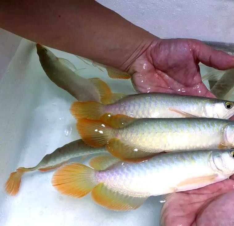 龍魚趴缸是什么樣子圖片