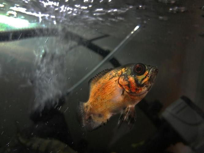 龍魚趴缸是什么樣子圖片