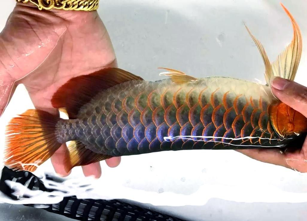 龍魚趴缸是什么樣子圖片