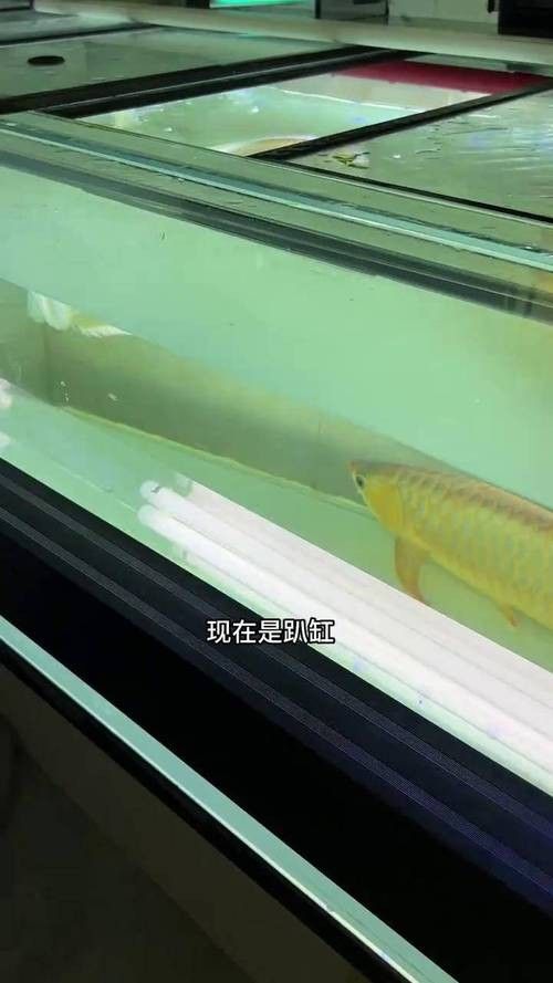 龍魚趴缸是什么樣子圖片
