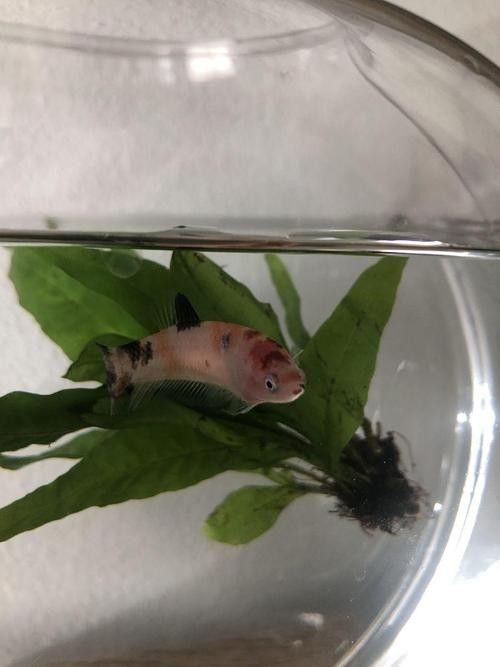 龍魚趴缸是什么樣子圖片