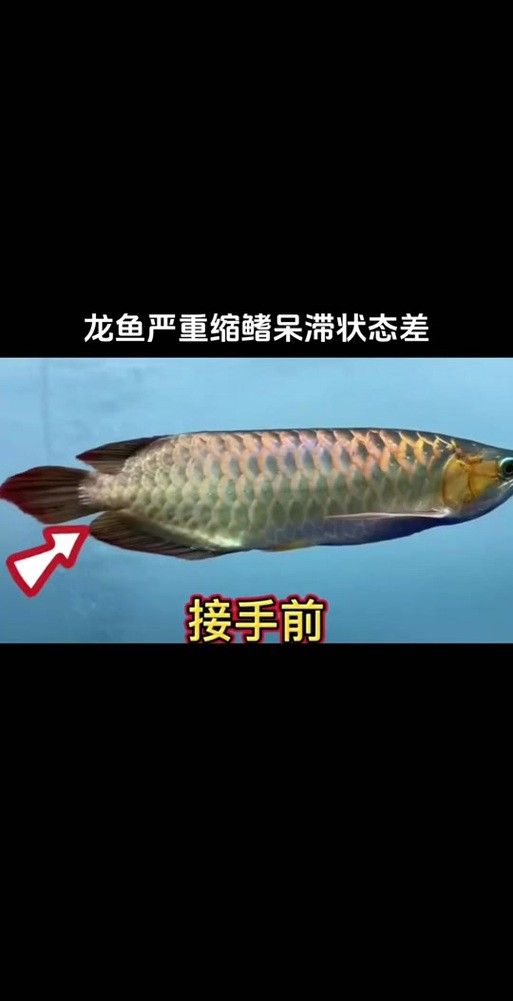 龍魚趴缸是什么樣子圖片