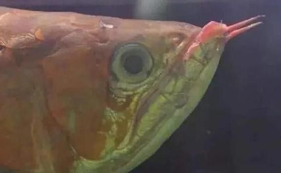 龍魚趴缸是什么樣子圖片