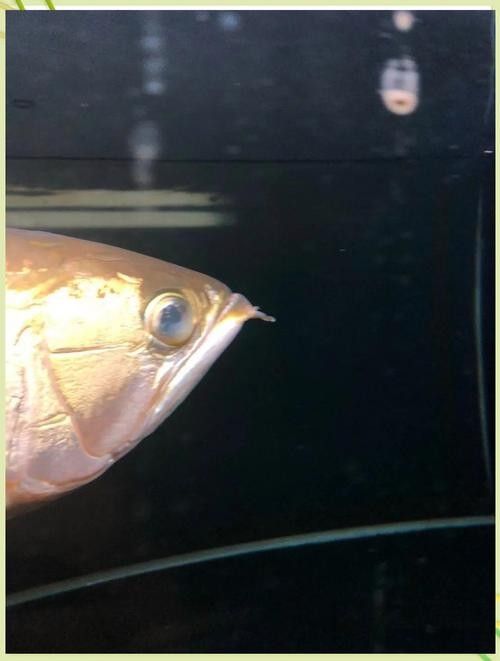 龍魚趴缸是什么樣子圖片