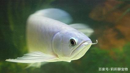紅龍魚喂什么好養活（紅龍魚吃什么最好紅龍魚的飼養方法全攻略）